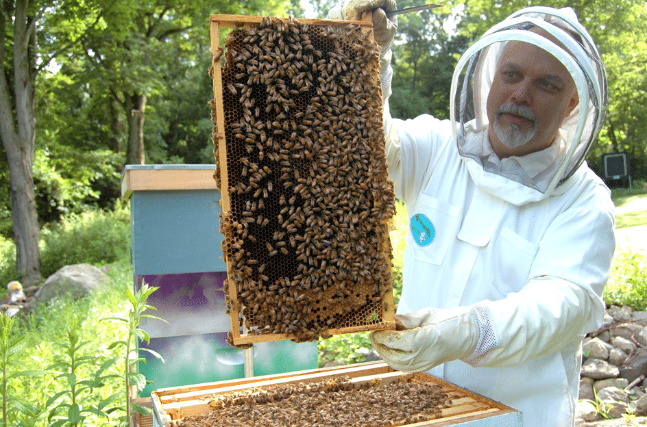 récolte du miel avec un apiculteur