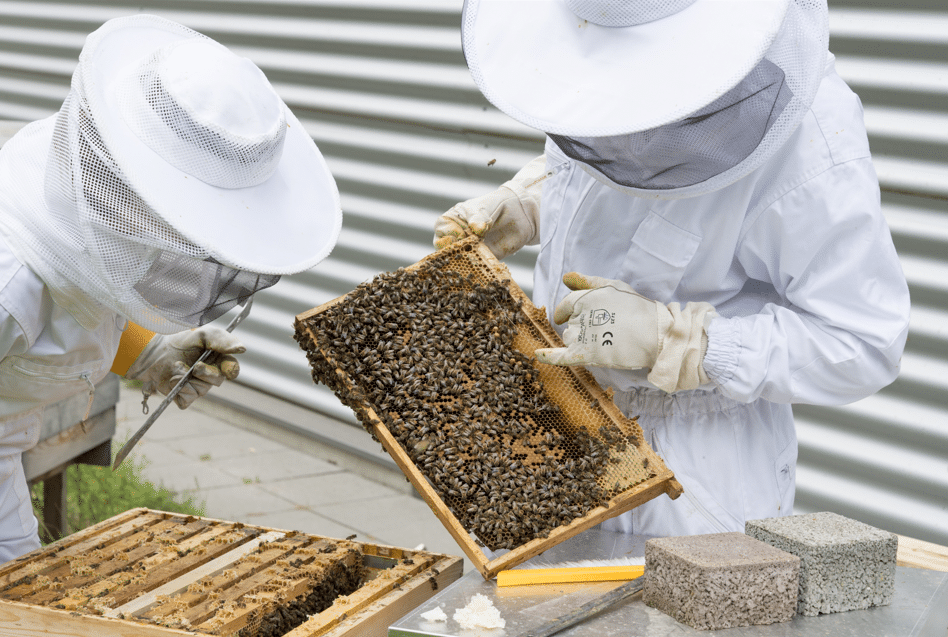 apiculture deux hommes en combinaison blanche récoltent le miel dans une ruche